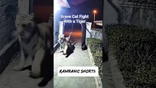 Brave Cat Vs Tiger Fight 😳 #shorts #cats #catvideos