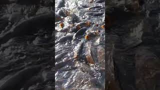 #shorts  #viral  khecheopalri Lake| wishing Lake of India, west Sikkim | #viralshorts