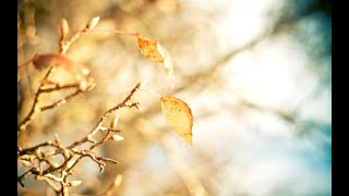 8 Hours of Relaxing Music & Beautiful Nature, Piano Music for Stress Relief, Deep Sleeping Music #13