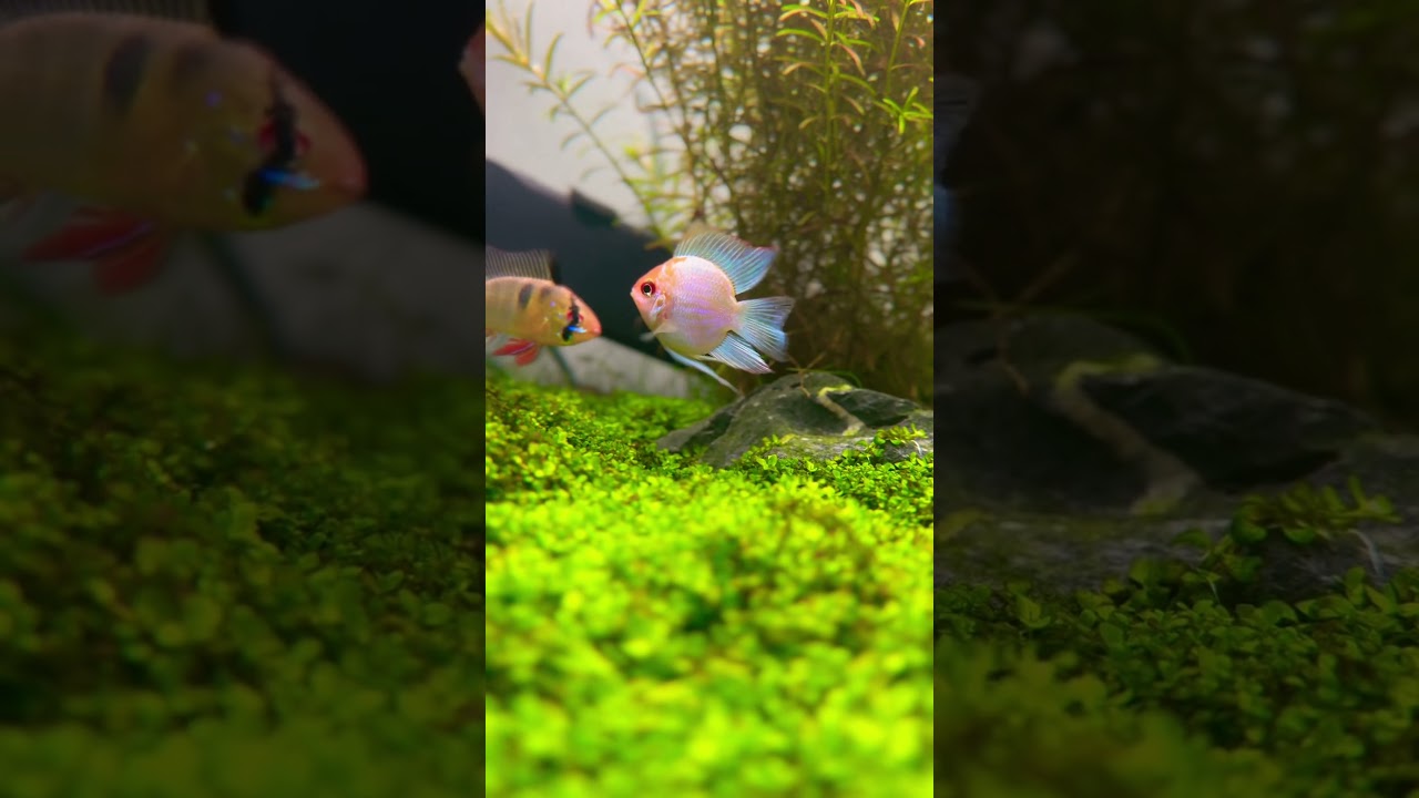 サムネ
