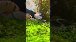Mesmerising Beauty #AquariumLife #BeautifulFish #AquascapeDesign #FishTankGoals #NatureInGlass