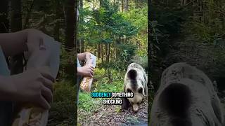 “When a Bear Attacks Humans! 🐻⚠️ | Survival Facts”