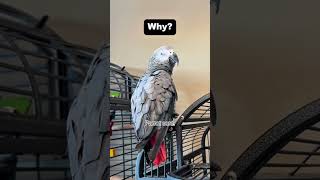 Parrot core.#parrot #funny