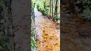 #streams #watersounds #nature #native #kerala #greenery #waterflowsound #travel #trendingshorts