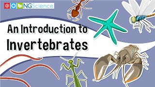 An Introduction to Invertebrates