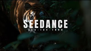 Seedance 1.0 Pro i2v 1080p is a new King AI | Bytedance