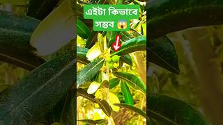 জয়তুন ফলের গাছ & কোরআনে উল্লেখিত অলৌকিক ফল yt Shorts #জয়তুনফলেরগাছ #vibehub #vibehubbyarian