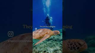 Turtle theory #indiantravelers #travel #solotravel #automobile #travelalone