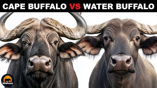 アフリカスイギュウと水牛の違いは何ですか?
