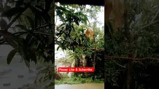 Wow Rain Shorts Video 🌧️🌧️ #shorts #rainonleaves #rainshort @dreamsoundsrainonleaves