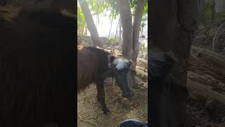 shine in villege..... ( you must visit madhya pradesh)