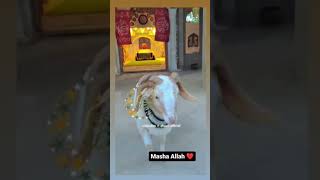 musalmano kabhi qurbani se piche #shortvideo #ytshortsvideo #trendingshorts #viral