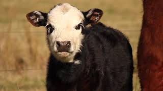 sonido de vacas Concierto de Vaqueñas: Serenata Bovina #🐮🎶 #vaca #moo #vaquita #enespañol #sonidos