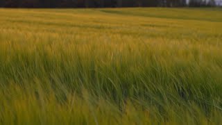 Calming Windy Field Ambience for Deep Sleep and Meditation / 8 Hours