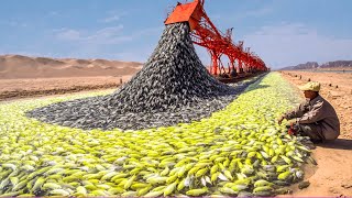 China Put Millions of Fish Into the Desert and Left Them for a Year, The Result is INSANE