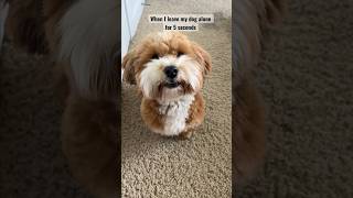 When I leave my dog alone for 5 seconds. #cutedog #dog #dogoftheday #puppylove