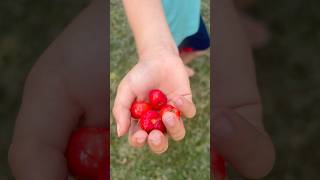 Barbados Cherry Tree In Our Backyard #tropicalfruit #caribbeanlife #islandliving