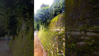 #rain #naturedecor #greenwall #lavender #flowers #scenicviews #music #nature #peacefulvibes #lovely