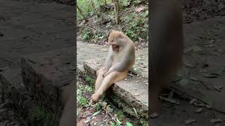 #sadsong #sad #monkey #funnymonkey #emotional #cutemonkey #emotionalmonkey #sadmonkey #sadmood #pets