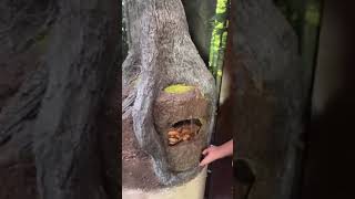He’s on the spectrum. #spectrum-life #autism #nature #animals#foryou#trending #shortsfeed