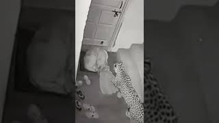 dog Vs Leopard 🐆 #viral #itsJim #animal #leopard #dog