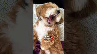 The perfect aim in life! #monday #cutedog #funnyvideos #lazyday #nowork #life #lifegoals