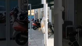 Cat fun amazing #cat #kucingkucinglucu #seputarkucing #animals #tingkahlucukucing