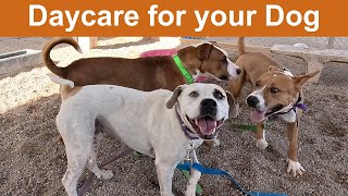 Shelter Dogs Playing for 7 Hours