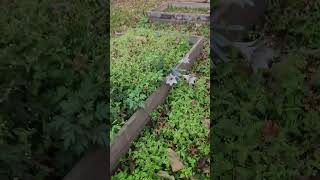 Kids in the Garden 😍