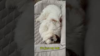 Weight loss #shihtzu #hairstyle #cute  #funnyvideo #transformation #dog  #doglover #hair #weightloss