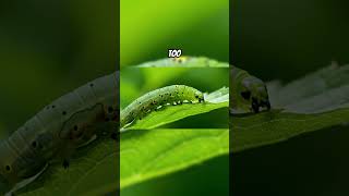 It injects eggs into other animals. Then… waits.#parasitoidwasp #realalien #naturehorror #science