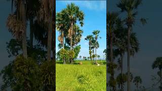 Palm trees and rice are symbolic plants of the Khmer nation.