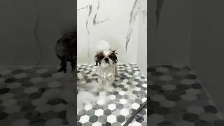Bubbles 🛁 #shihtzu #dog #funny #shorts #dog #funnyshorts #shower