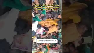 Tragedy in Andhra Pradesh | Stampede at Venkateswara Temple, Kasibugga Leaves 9 Dead 💔