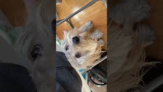 Having a dog with severe separation anxiety is hard