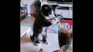 【面白動物】ストローを使おうとする猫