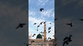 hara gumbd jo dakho ge ❤️❤️❤️ #islamicshort