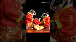Sugar glider named SUGA who is celebrating Chinese New Year.