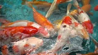 fish 🐟🐟🐟🎏🎏🎏🎏🐟🐟🐟🐟🐟