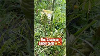 Come with me to see our first shampoo ginger comb!! Been waiting so long for this!! #shampooginger