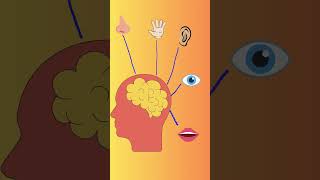 Mindfulness Mastery: Discover Inner Peace and Clarity