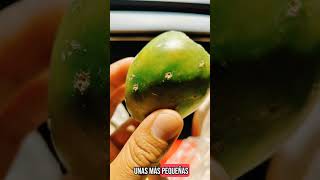 Los tiempos de tuna son perfectos - Botánica Mexa #cactus #plantas