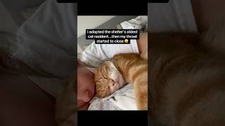 My beloved oldie cat 💕 #oldcat #orangecats #adoptedcat #catshorts #petstories #catstory #allergy