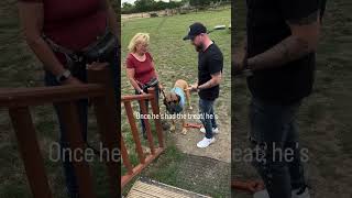 この間違いをしないでください#おやつ #犬のしつけのヒント