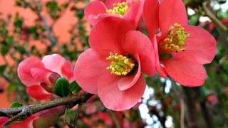 💖 🌷 Anniversary Song - GIOVANNI MARRADI 🌷 💖