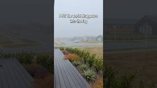 Would you love a foggy day like this?#FoggyDay #MoodyVibes #AestheticShorts #naturemoments