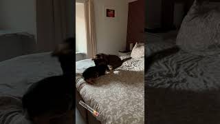 Cat and Dog love ❤️😂