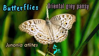 #butterfliesofindia #orientalgreypansy #biodiversity #naturebeauty # #youtubeshorts