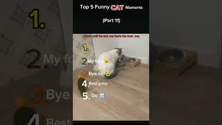 Top 5 Funny Cat Moments 😂 | Cats 2025 Part 11