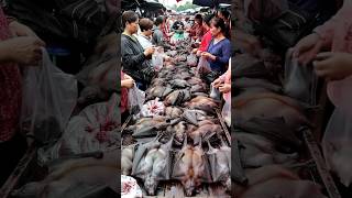 Exploring Traditional Asian Markets: The Trade in Fresh, Protein-Rich Bats.